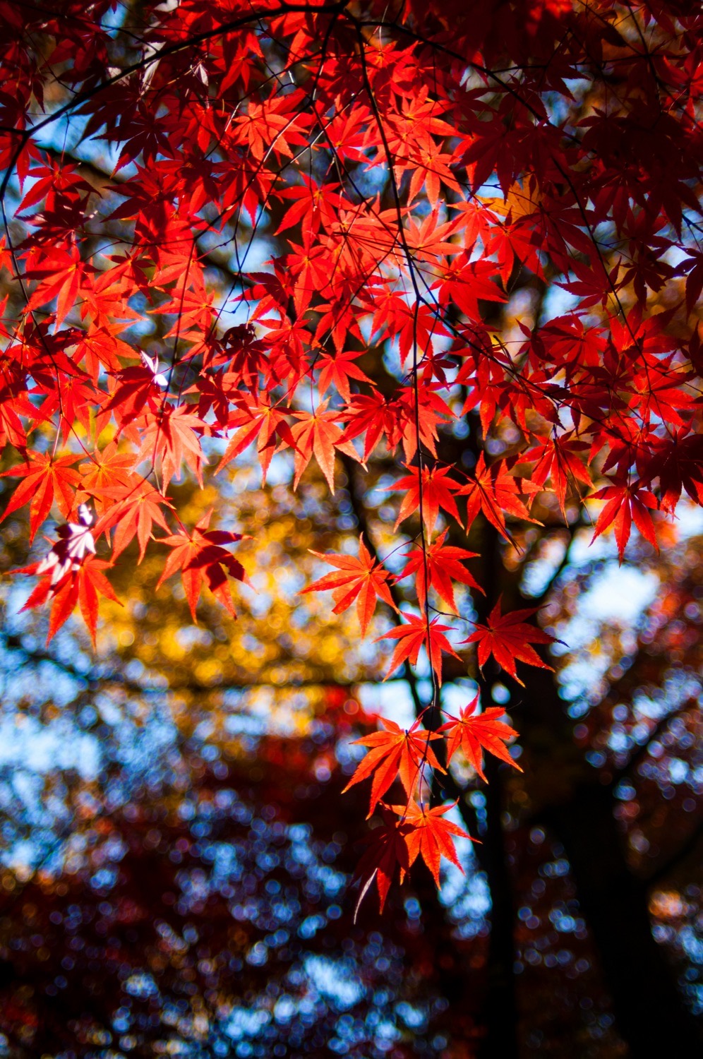 A red maple leaf turning scarlet in autumn