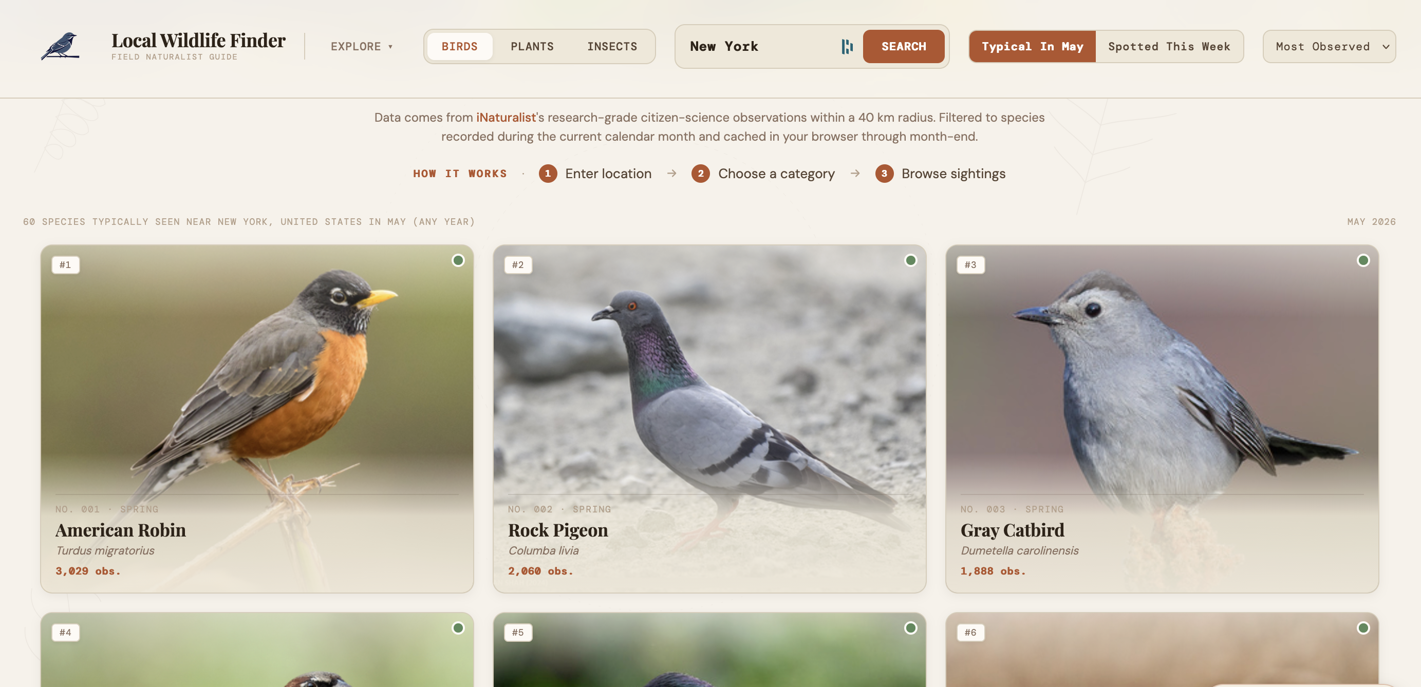 Local Wildlife Finder — species grid view