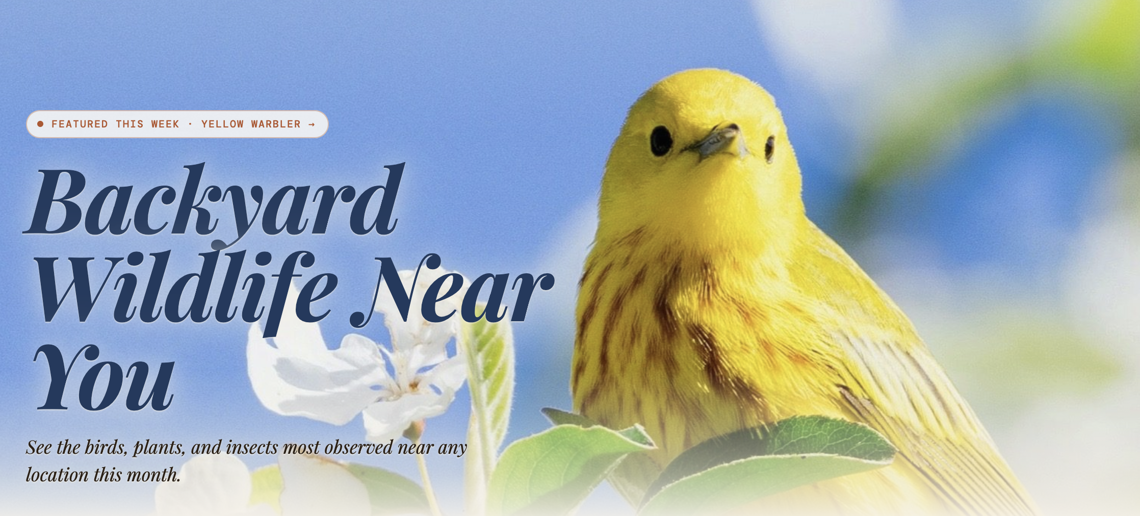 Local Wildlife Finder — Backyard Wildlife Near You hero